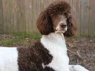 12 Curly-Haired Dog Breeds: Info, Pictures, Facts & History