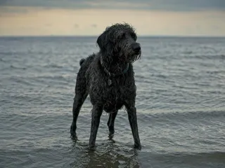 Weimardoodle (Weimaraner & Poodle Mix): Info, Pictures, Care & More