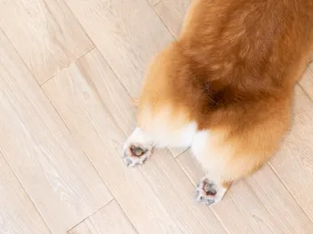 Why Do Dogs Like Butt Scratches? 3 Vet-Reviewed Common Reasons