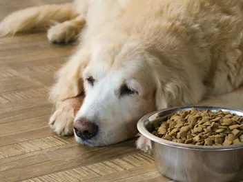How Long Can a Dog Go Without Food? Vet-Verified Facts & FAQ
