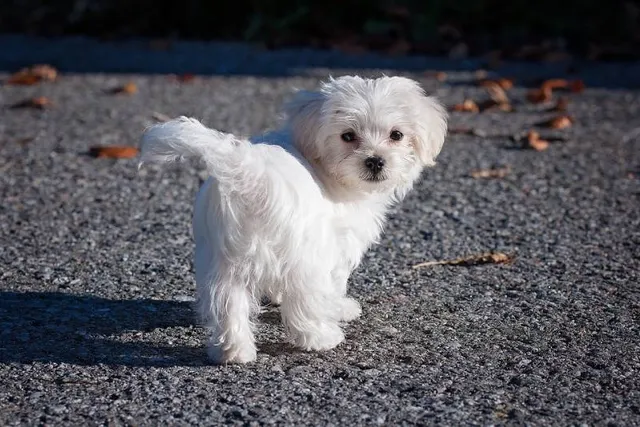 How Smart Is a Maltese Dog? Canine Intelligence Explained (Vet-Reviewed)