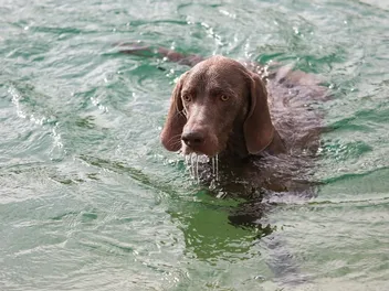 How Well Do Weimaraners Swim? Vet-Verified Facts & Safety Tips