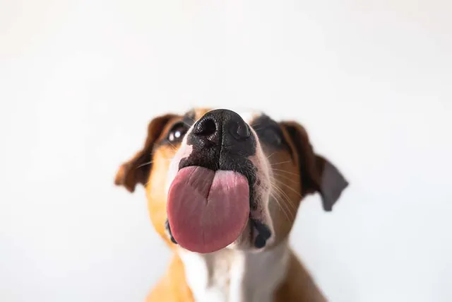 Why Do Dogs Lick the Couch? 9 Vet-Reviewed Reasons for This Behavior