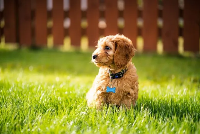 How to Potty Train Your Cockapoo: 7 Easy Steps & Vet-Approved Tips