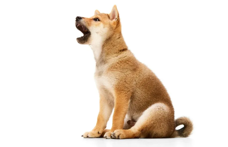 Bold, determined and brave Shiba Inu dog