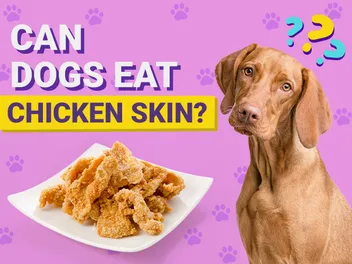Can Dogs Eat Chicken Skin? Vet-Verified Nutrition Facts & FAQ
