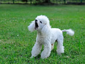 Do Poodles Bark a Lot? Breed Temperament & Personality Explained