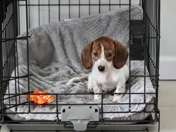 The Crate Setup Most Dog Owners Get Wrong (And How To Fix It!)