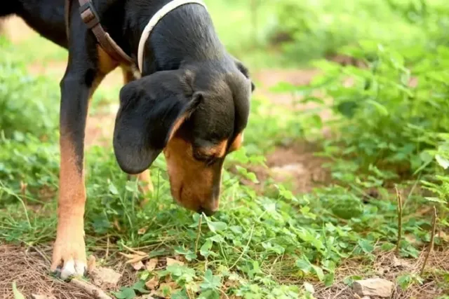 Why Do Dogs Eat Cat Poop? 5 Common Vet-Reviewed Reasons