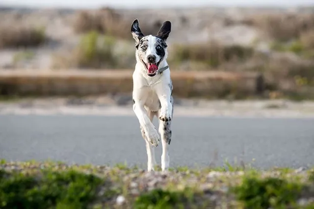 Australian Shepherd Dalmatian Mix: Info, Pictures, Temperament & Traits