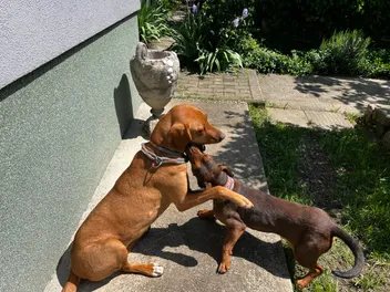 Rearranging My House (and Life!) Around My Dogs: From Gardening to Dating