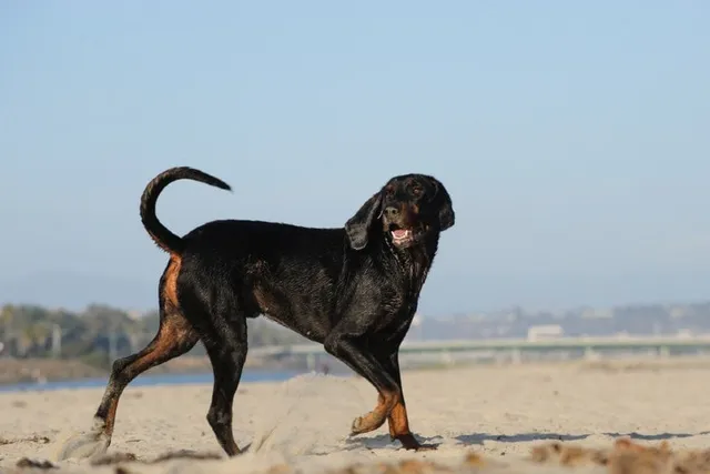 Are Dogs Allowed on Huntington Beach? 2026 Guide & Tips