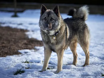 Norwegian Elkhound Dog Breed: Info, Pictures, Traits & Care