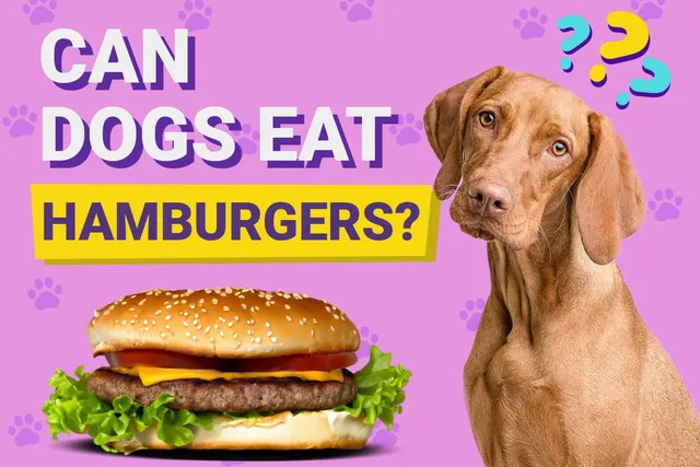 Can Dogs Eat Hamburgers? Vet-Reviewed Risks & FAQ