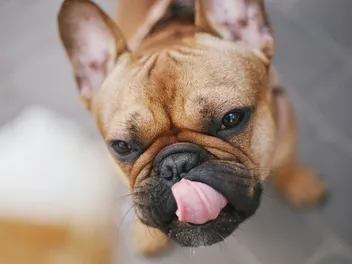 Do Dogs Get Chapped Lips? Vet-Verified Health Facts