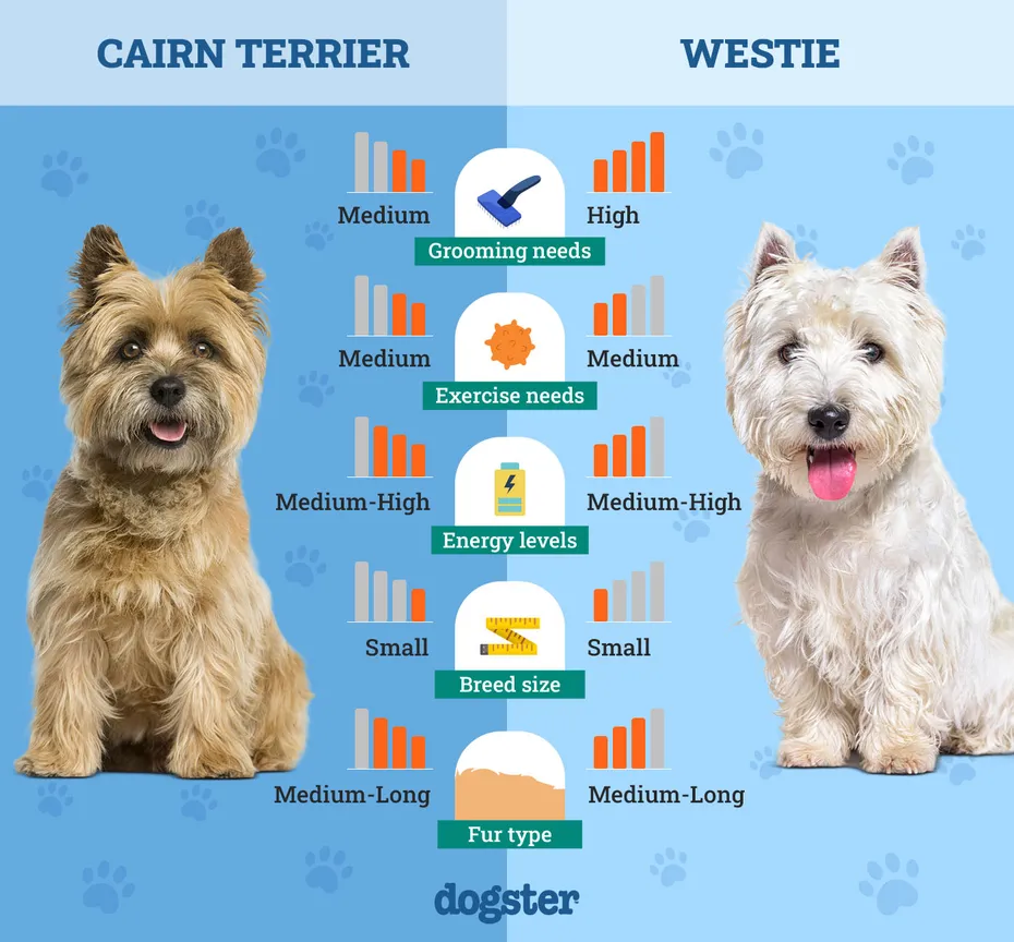 Dogster_Side by Side Comparison_ Cairn Terrier vs Westie