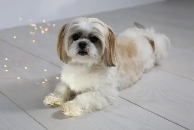 20 Designer Dog Breeds: Info, Pictures & Traits