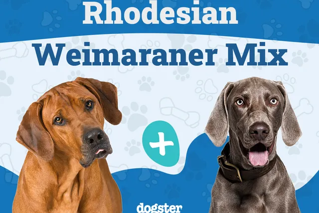 Rhodesian Ridgeback Weimaraner Mix Dog Breed: Info, Pictures, Care & More