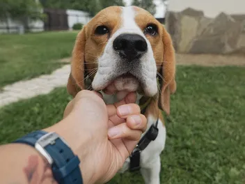 How Far Can My Beagle Smell? Interesting Breed Facts