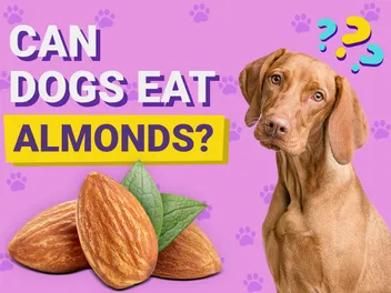Can Dogs Eat Almonds? Vet-Verified Health & Nutrition Facts