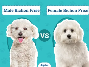 Male vs Female Bichon Frises: The Differences (With Pictures)