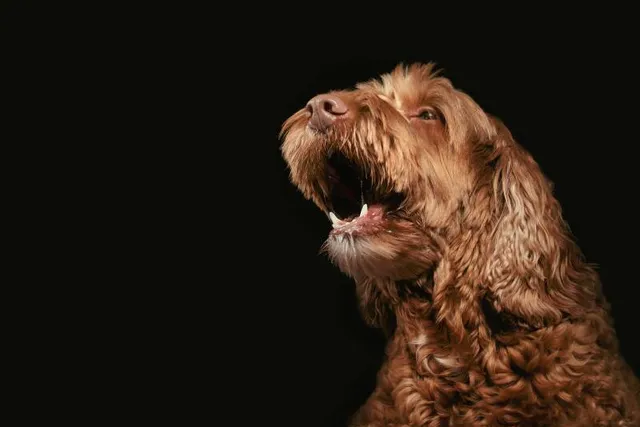 Why Do Dogs Howl at Music? 7 Vet-Verified Reasons & FAQ