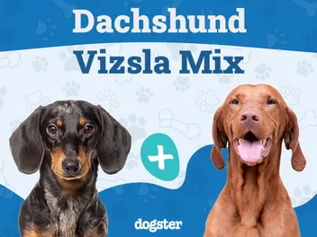 Dachshund Vizsla Mix Breed: Info, Pictures, Care & More