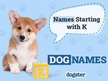 250+ Dog Names Starting With K: Great Ideas for Your New Pup