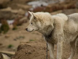 Greenland Dog Breed Guide: Info, Pictures, Care & More