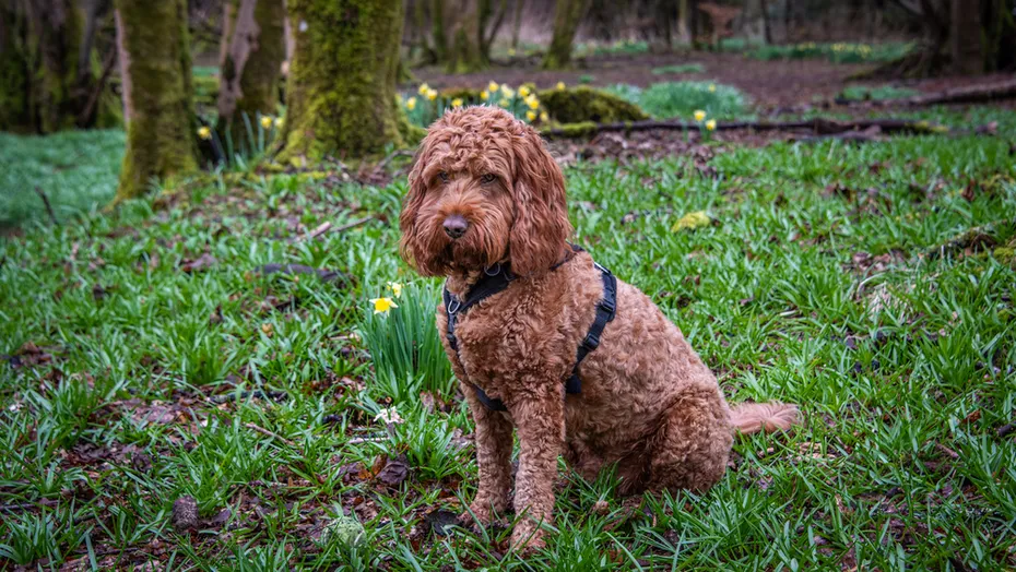red-cockapoo-dog-sitting-amongst-wild-daffodils