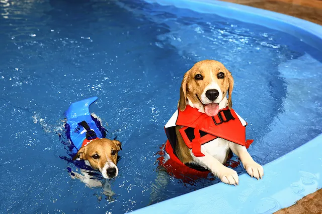 Do Dogs Pee in the Pool? Vet-Verified Behavior Facts