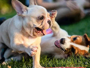 8 Great Off-Leash Dog Parks In & Near Cedar Park, TX You Can Visit Today