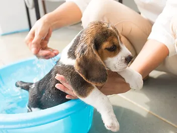 How to Give a Puppy a Bath? Step-by-Step Guide