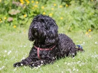 Black Labradoodle: Info, Pictures, Origin & More