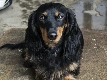 Do Dogs Like Eye Contact? Vet-Verified Facts & Tips