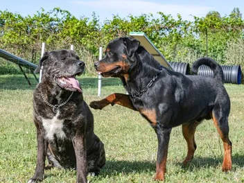 Will a Cane Corso Be Good With My Other Dogs? Vet-Reviewed Socialization & Training Tips