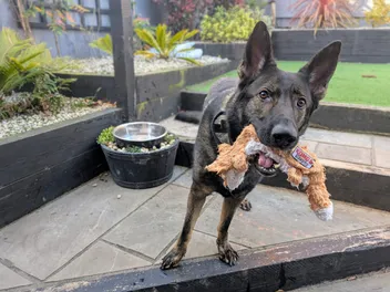 Why Does Kodah Drown His Toys? Fred the Bully
