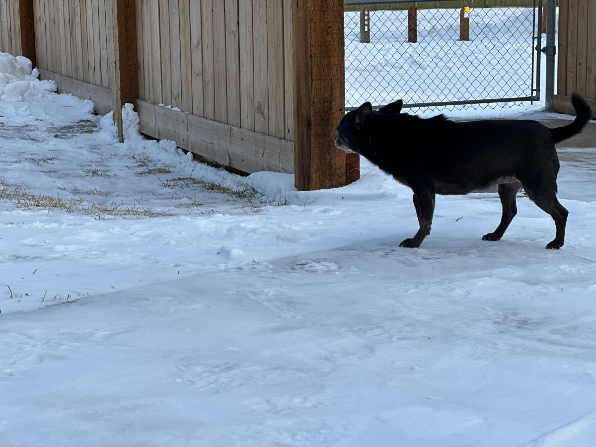 Subi walking in the snow