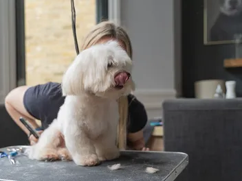 What Is a Puppy Cut: History & Grooming Tips