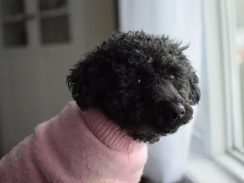 Scoodle (Poodle & Scottish Terrier Mix): Info, Pictures, Traits & More