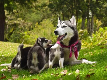 When Is the Best Age to Breed Dogs (for Females & Males)?