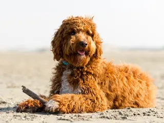 Irish Doodle (Irish Setter & Poodle Mix) Dog Breed: Info, Pictures, Care Guide & Traits