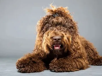 Barbet Dog Breed: Info, Pictures, Facts & Traits