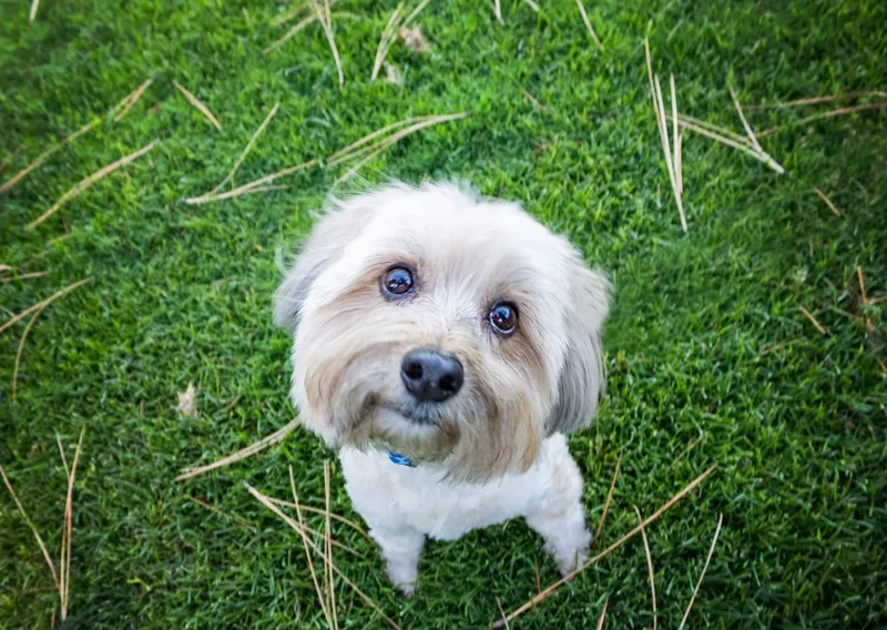 yorkie-poo-looking-upward-from-the-ground