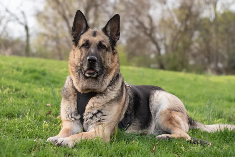 german shepherd dog lying on grass outdoors