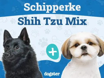 Skip-Shzu (Schipperke & Shih Tzu Mix): Info, Pictures, Care & More