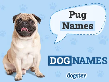 150 Popular & Unique Pug Names for Your Precious Pup