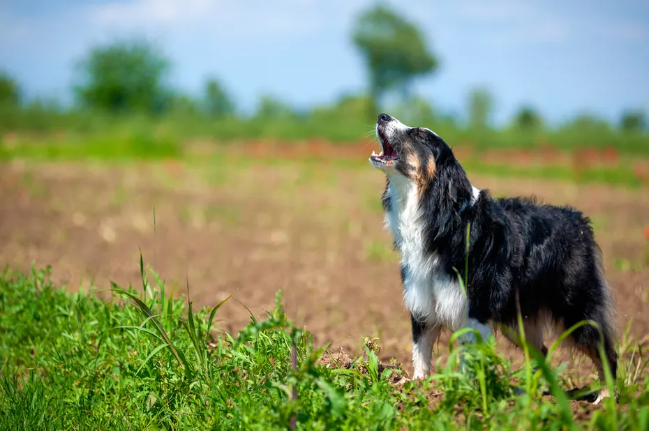 Australian Shepherd dog howling outdoor