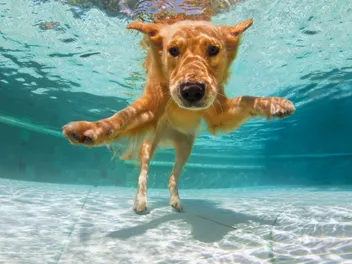 Seth Casteel Tells Us About His New Book, "Underwater Puppies"
