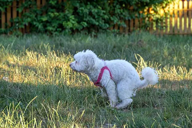 How to Potty Train a Maltese: 10 Vet-Approved Tips & Tricks
